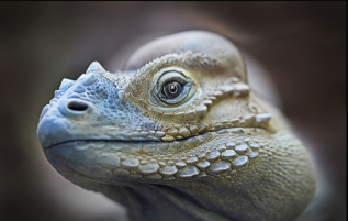 Cabeza de iguana en primer plano