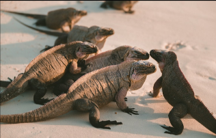 Iguanas tomando sol