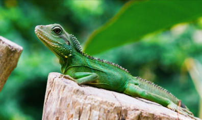 Iguana verde - vista de perfil